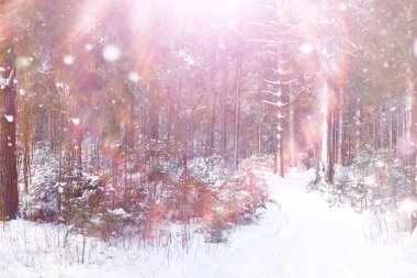 Kış orman manzarası. Kar altında uzun ağaçlar. Ocak ayının soğuk günü parkta.