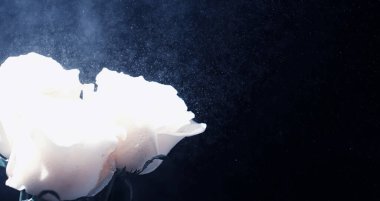 Bir buket taze çiçek. Sevdiğine bayram hediyesi. Sevgililer Günü arkaplanı. Gül, lale, Iris çiçek aranjmanı.