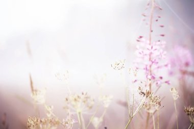 Sahada sis var. Yazın beyaz sisle akşam doğası.