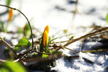 Bahar çiçekleri, beyaz crocus kar damlaları güneş ışınları. Baharda kırsalda beyaz ve sarı timsahlar. Taze neşeli bitkiler çiçek açtı. Genç filizler.