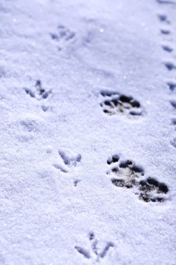 Karda, yakından çekilmiş bir kuşun izleri. Kışın arka planında. Kışın ilk karlı gününde kar üzerinde adımlar..