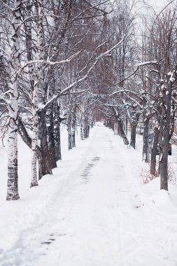 Kış orman manzarası. Kar altında uzun ağaçlar. Ocak ayının soğuk günü parkta.