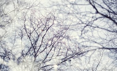 Kış orman manzarası. Kar altında uzun ağaçlar. Ocak ayının soğuk günü parkta.