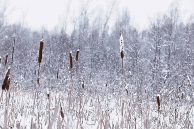 Kış orman manzarası. Kar altında uzun ağaçlar. Ocak ayının soğuk günü parkta.