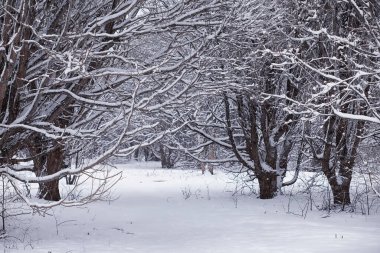 Kış orman manzarası. Kar altında uzun ağaçlar. Ocak ayının soğuk günü parkta.