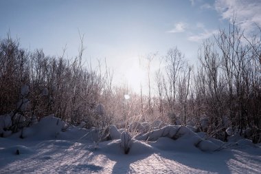 Kış orman manzarası. Kar altında uzun ağaçlar. Ocak ayının soğuk günü parkta.