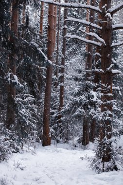 Kış orman manzarası. Kar altında uzun ağaçlar. Ocak ayının soğuk günü parkta.