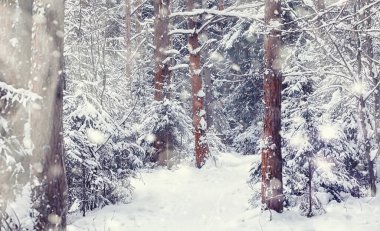 Kış orman manzarası. Kar altında uzun ağaçlar. Ocak ayının soğuk günü parkta.