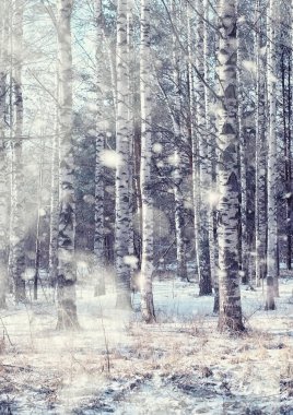 Kış orman manzarası. Kar altında uzun ağaçlar. Ocak ayının soğuk günü parkta.