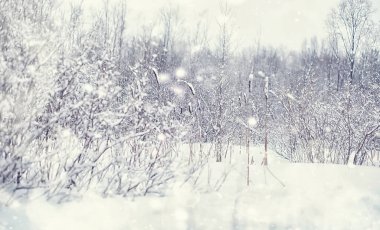 Kış orman manzarası. Kar altında uzun ağaçlar. Ocak ayının soğuk günü parkta.