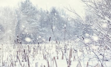 Kış orman manzarası. Kar altında uzun ağaçlar. Ocak ayının soğuk günü parkta.