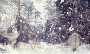 Kış orman manzarası. Kar altında uzun ağaçlar. Ocak ayının soğuk günü parkta.