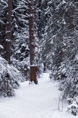 Kış orman manzarası. Kar altında uzun ağaçlar. Ocak ayının soğuk günü parkta.