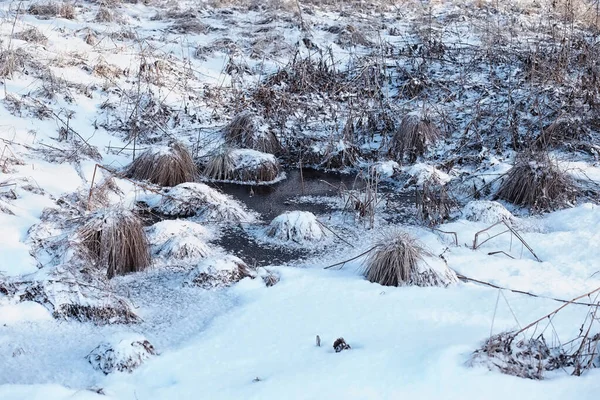 Paisagem Florestal Inverno Árvores Altas Sob Cobertura Neve Janeiro Dia — Fotografia de Stock