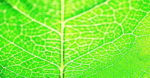 Macro Tiro Uma Pétala Flor Com Salpicos Baixas Água Textura — Fotografia de Stock