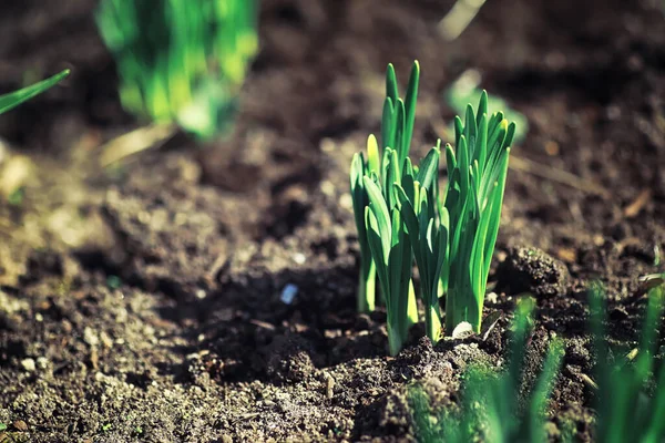 Vert Printanier Lumineux Aube Dans Forêt Nature Prend Vie Début — Photo