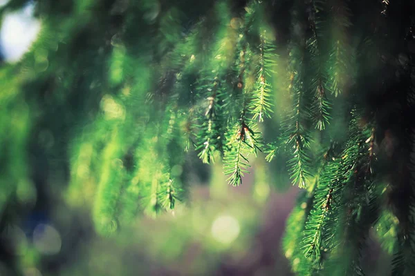 Helles Frühlingsgrün Der Morgendämmerung Wald Die Natur Erwacht Zeitigen Frühling — Stockfoto