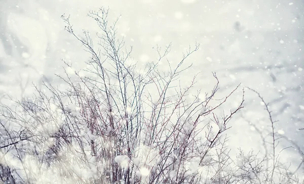 Vinterskogens Landskap Höga Träd Snötäcket Januari Frostiga Dag Parken — Stockfoto