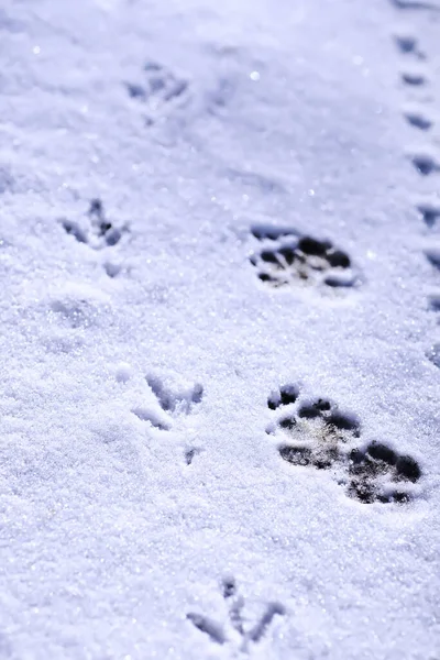 Traces Bird Snow Closeup Winter Background Steps Snow Ground First — Stock Photo, Image