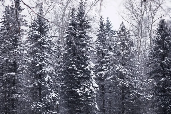 Paisaje Forestal Invernal Árboles Altos Bajo Cubierta Nieve Enero Día — Foto de Stock