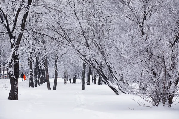 Winterliche Waldlandschaft Hohe Bäume Unter Einer Schneedecke Frosttag Januar Park — Stockfoto