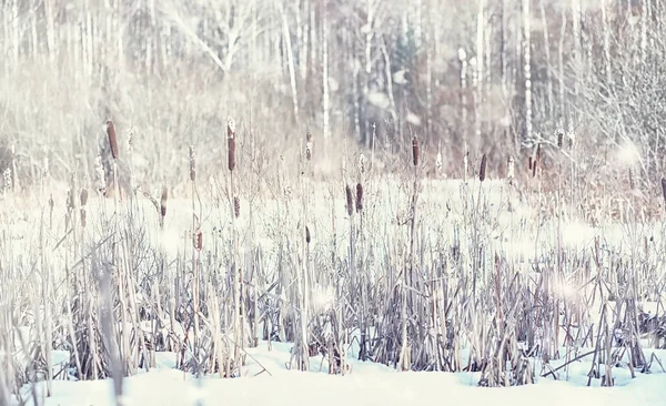 Winter Forest Landscape Tall Trees Snow Cover January Frosty Day — Stock Photo, Image