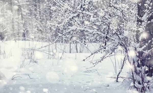 Paisagem Florestal Inverno Árvores Altas Sob Cobertura Neve Janeiro Dia — Fotografia de Stock