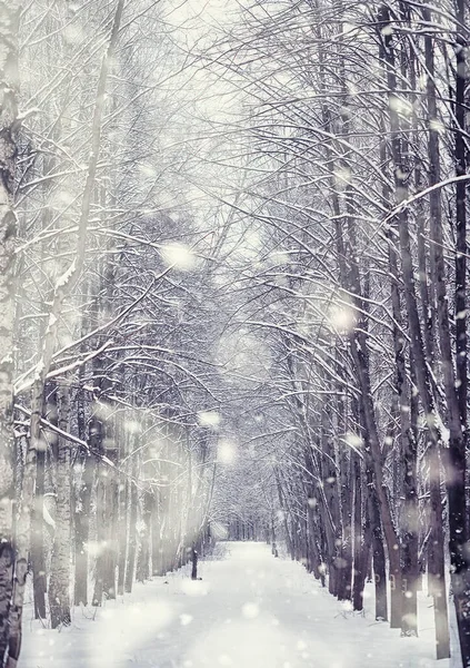 Paysage Forestier Hivernal Grands Arbres Sous Neige Janvier Journée Givré — Photo