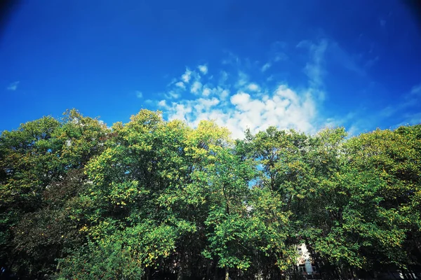 Luminosi Verdi Primaverili All Alba Nella Foresta Natura Prende Vita — Foto Stock