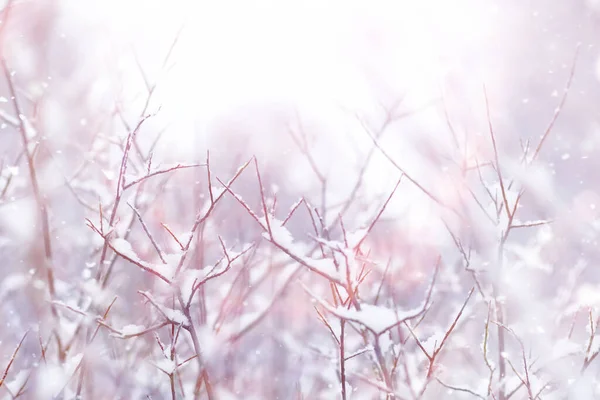 冬の森の風景 雪に覆われた背の高い木 公園で1月の霜の日 — ストック写真