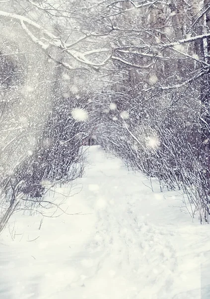 Paesaggio Forestale Invernale Alberi Alti Sotto Manto Neve Gennaio Giornata — Foto Stock