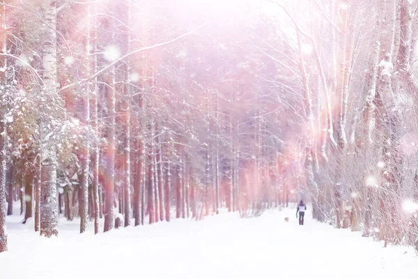 冬の森の風景 雪に覆われた背の高い木 公園で1月の霜の日 — ストック写真