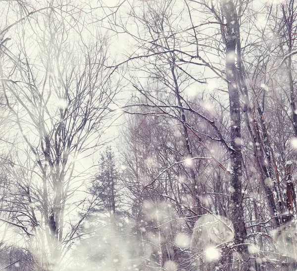 Winter Forest Landscape Tall Trees Snow Cover January Frosty Day — Stock Photo, Image