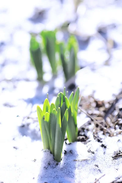 Prachtige Groene Plant Ontspruiten Door Sneeuw Winter Eerste Bloemen Sneeuwklokjes — Stockfoto