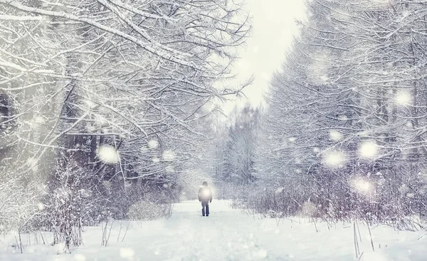 Winterliche Waldlandschaft Hohe Bäume Unter Einer Schneedecke Frosttag Januar Park — Stockfoto