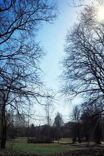 Jasna Wiosenna Zieleń Świcie Lesie Natura Ożywa Wczesną Wiosną — Zdjęcie stockowe