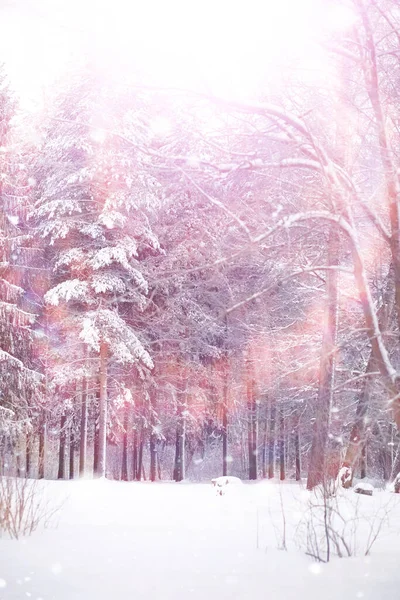 Paisaje Forestal Invernal Árboles Altos Bajo Cubierta Nieve Enero Día —  Fotos de Stock