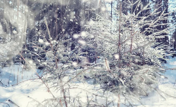 Winter Forest Landscape Tall Trees Snow Cover January Frosty Day — Stock Photo, Image