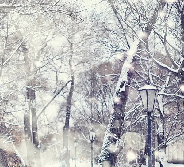 Winterbos Landschap Hoge Bomen Onder Sneeuw Januari Ijzige Dag Park — Stockfoto