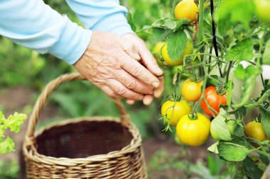 Mutlu organik çiftçiler serada domates topluyor. Taze biçilmiş domatesli çiftçi elleri. Taze biçilmiş domatesler ellerinde. Genç kız organik yeşil sağlıklı yiyecekleri tutuyor. Kadın elleri domates tutuyor..