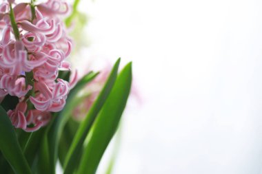 Crocus (çoğul krokus), göz familyasından çiçekli bir bitki cinsidir. Tek bir krokus, bir avuç timsah, timsah dolu bir çayır, yakın plan krukus. Beyaz arkaplanda Crocus.