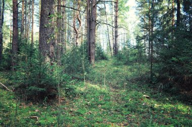 Parlak bahar, şafakta ormanda yeşilleniyor. Doğa ilkbaharın başlarında canlanır..