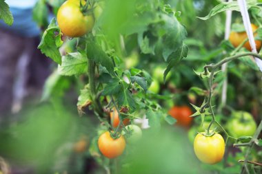 Mutlu organik çiftçiler serada domates topluyor. Taze biçilmiş domatesli çiftçi elleri. Taze biçilmiş domatesler ellerinde. Genç kız organik yeşil sağlıklı yiyecekleri tutuyor. Kadın elleri domates tutuyor..