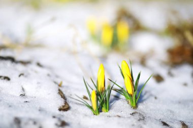 Bahar çiçekleri, beyaz crocus kar damlaları güneş ışınları. Baharda kırsalda beyaz ve sarı timsahlar. Taze neşeli bitkiler çiçek açtı. Genç filizler.