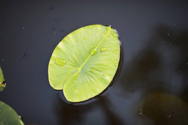 Ördek otu, bataklık bitkileri, nilüferler ve zambaklarla dolu bir gölet.