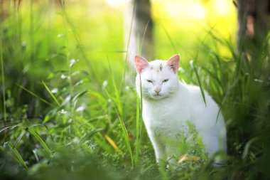 Çizgili kedi portresi, sevimli küçük gri kedi, dinlenen kedi portresi.
