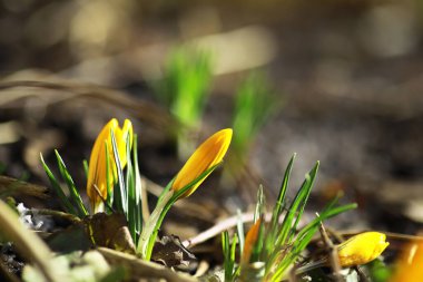 İlkbaharda kırsalda beyaz ve sarı timsahlar. Parlak bahar çiçekleri. Taze neşeli bitkiler çiçek açtı. Genç filizler.