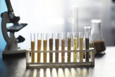 Seçim bitkilerinin tohumlarıyla test tüpleri. Laboratuvardaki Tarım Tahılları ve Tohumları İnceleme Araştırması