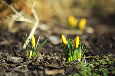 İlkbaharda kırsalda beyaz ve sarı timsahlar. Parlak bahar çiçekleri. Taze neşeli bitkiler çiçek açtı. Genç filizler.