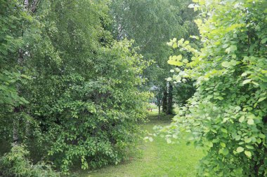 Parlak bahar, şafakta ormanda yeşilleniyor. Doğa ilkbaharın başlarında canlanır..